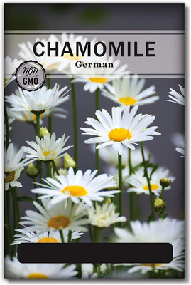 WILLVINE Non-GMO Hybrid German Chamomile Seeds Seed(500 per packet)