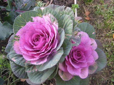 WILLVINE PUSA -XVI Flowering Large Leaf Mix Ornamental Cabbage [50g] Seed(15000 per packet)