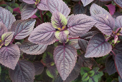 CYBEXIS NBIR-59 - Shiso Red Perilla Frutescens - (750 Seeds) Seed(750 per packet)