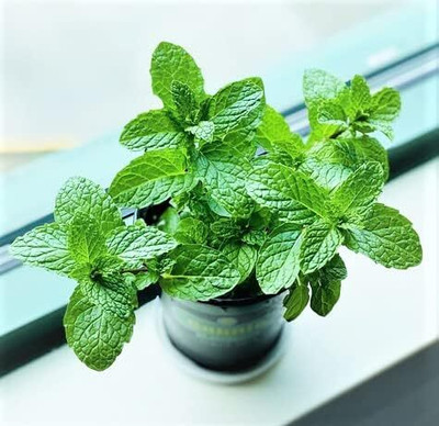 LPR PUDINA,MINT Seed(20 per packet)