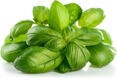 CYBEXIS VXI-53 - Genovese Sweet Large Leaf Basil - (4500 Seeds) Seed(4500 per packet)