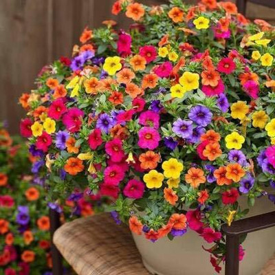 Aywal Exotic Petunia Double Mix Seed(10 per packet)