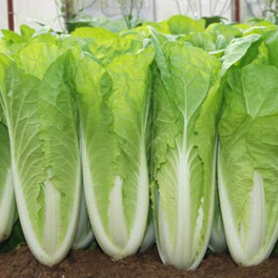 KNESSiN Pak Choy Chinese Cabbage Seed(1250 per packet)