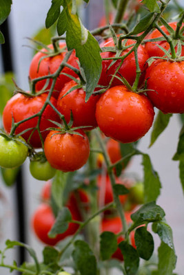GGE NATURAL ITEM tomato Seed(135 per packet)