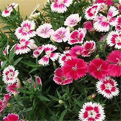 Lorvox Hybrid Dahlia Double Flower Seed(15 per packet)