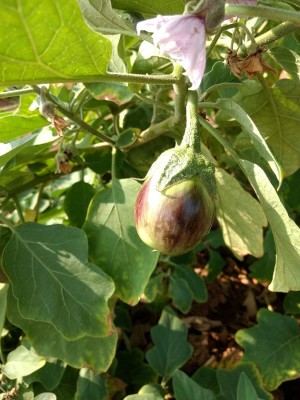 KNESSiN Brinjal-Green Round Eggplant-{800 Seeds} Seed(800 per packet)