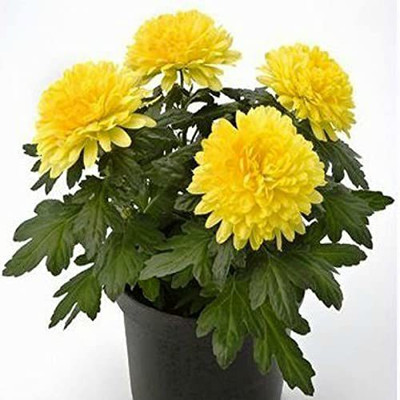 CYBEXIS Chrysanthemum Holland No Pinch Air-purifying Seeds Seed(1 g)