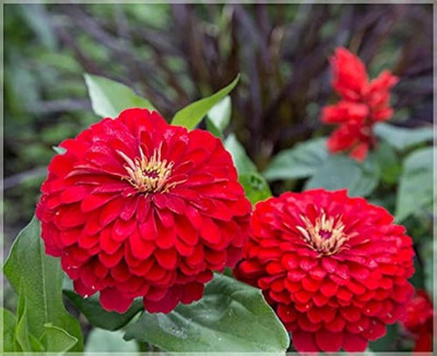 AMAJIT Zinnia Flower beej Seed(34 per packet)