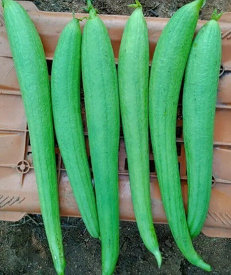 Avysa Sponge Gourd Seed(300 per packet)