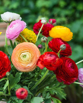 Aywal Ranunculus Flower Bulb Seed(10 per packet)