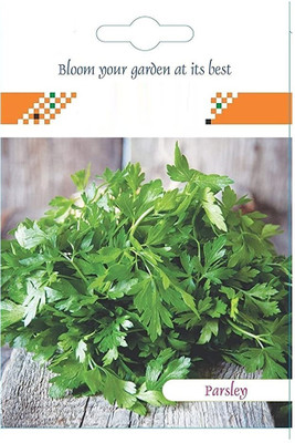 CYBEXIS Parsley Hybrid Seeds2800 Seeds Seed(2800 per packet)
