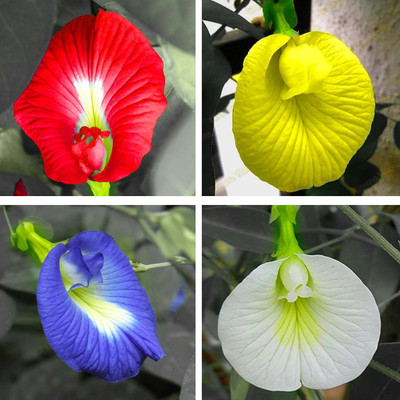 SBGARDEN Aparajita Seeds Mixed Color Pack Blue, Pink, White Double & Single Petals Seed(58 per packet)