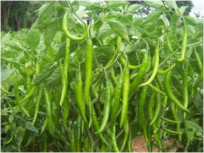 WILLVINE Chilli Pepper Hybrid-[3000 Seeds] Seed(3000 per packet)