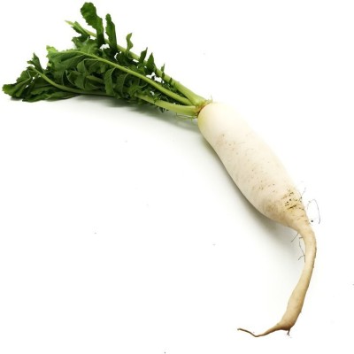 Bula Plant House radish vegetable hybrid seeds 1-packet Seed(100 per packet)