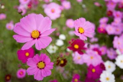VibeX NDIR-17 - Cosmos Flower F1 Hybrid - (30 Seeds) Seed(30 per packet)