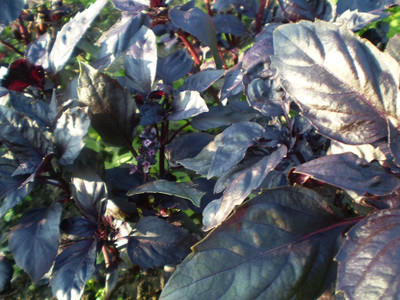 Qualtivate VVI-20 Red Osmin (Purple Basil) Seeds Seed(1000 per packet)