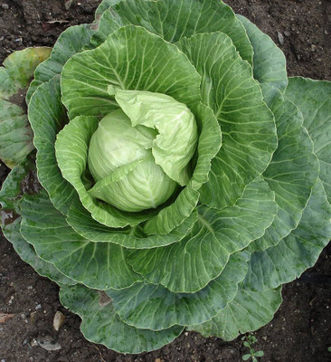AMAJIT Hybride F1 Cabbage Plant Seeds, Gobhee ka beej, Badhakopi Seed Seed(80 per packet)