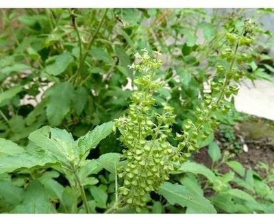 BrijBooti Tulsi Seed(25 per packet)