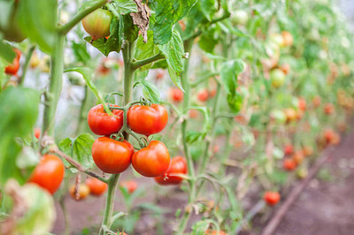 AK AGRO HYBRID SEEDS tomato Seed(130 per packet)