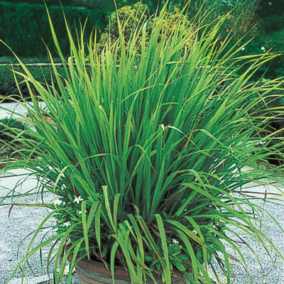 VibeX LX-47 - Lemon Grass Mosquito Repellent Plant - (250 Seeds) Seed(250 per packet)