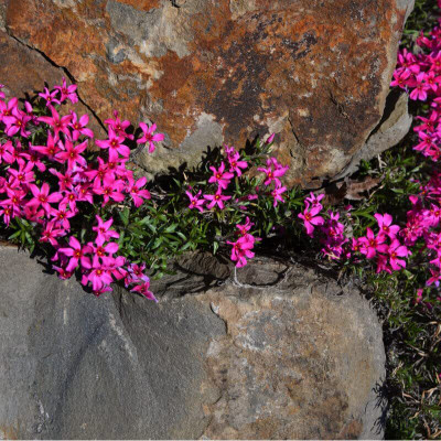 Aywal Gypsophila Gypsy Deep Rose Flower Seed(70 per packet)
