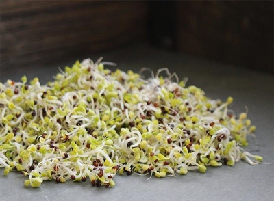 CYBEXIS CHINESE CABBAGE-100 Seeds Seed(100 per packet)