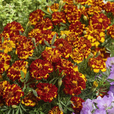 CYBEXIS XL-12 - Durango Bolero French Marigold - (750 Seeds) Seed(750 per packet)