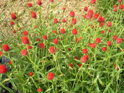 TRICONE Gomphrena Red Haageana Strawberry - 15 Seeds Pack Flower Seeds VB13 Seed(15 per packet)