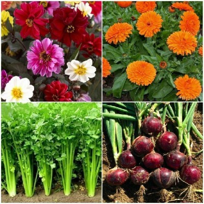 R-DRoz Dahlia Single Petal Flowers, Onion Red, Coriander Dhaniya & Calendula Flowers Seed(4 per packet)