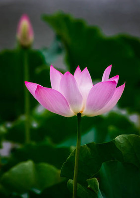 iGrow lotus,kamal seeds Seed(12 per packet)