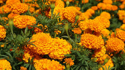 SSPLANTS marigold/gende ka phool flower seeds Seed(50 per packet)
