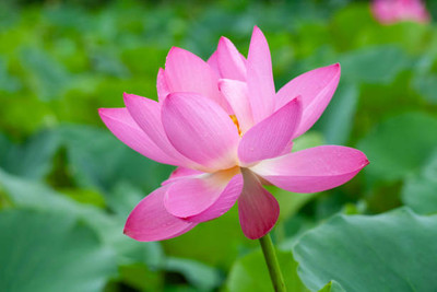 SIDDHI VINAYAK GALLERY lotus,kamal gatta Seed(14 per packet)