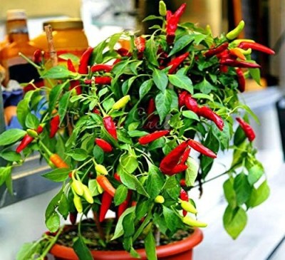 KNESSiN Ornamental Pepper Seed(200 per packet)