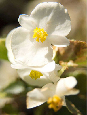 Biosnyg Fibrous Begonia Seeds-Whiskey (White)[100 Seeds] Seed(100 per packet)