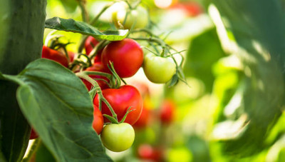 DROXTY tomato Seed(60 per packet)