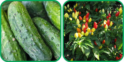 WILLVINE VMR -XIII Ornamental Chilli And Cucumber[10gm, 2000 Seeds] Seed(2000 per packet)