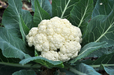 Faabiie white cauliflower,gobhee seeds Seed(14 per packet)