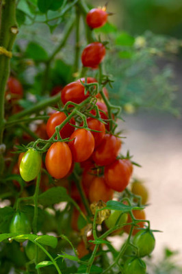 Jevik tomato Seed(90 per packet)