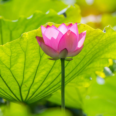 SUNWAN lotus,kamal gatta Seed(10 per packet)