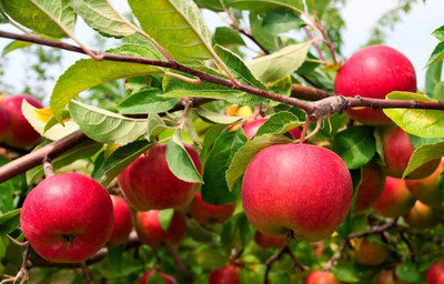 Aywal Apple Seed(11 per packet)