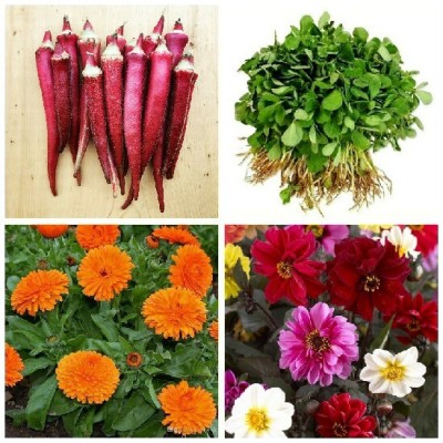 R-DRoz Okra Red Bhindi, Methi Fenugreek, Calendula Flowers & Dahlia Petal Flowers Seed(4 per packet)