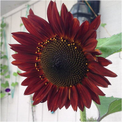 CYBEXIS VVI-21 - Sunflower - (450 Seeds) Seed(450 per packet)