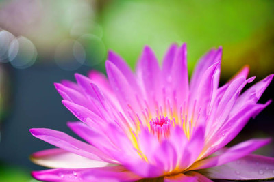 Higher quality lotus,kamal gatta Seed(11 per packet)