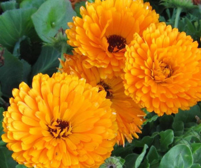 R-DRoz Seeds Calendula Double Flowers Premium Exotic Seeds - Pack of 30 Seeds Seed(30 per packet)