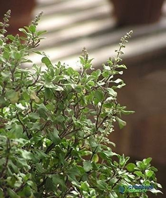 ANDARISTORE Tulsi Seed(10 per packet)