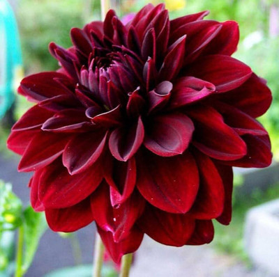 ibains Daliya seeds for garden Seed(32 per packet)