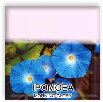 CYBEXIS Ipomoea (Morning Glory) Flower Seeds Seed(50 per packet)