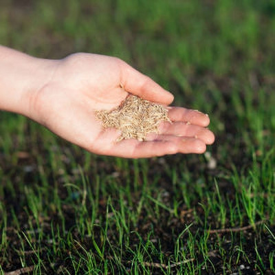 Dbbrothers Bermuda English Lawn Grass for Small Park Pack of 10500 Seed(10500 per packet)
