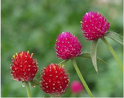 Lorvox Gomphrena Mixed Colour Flower Seeds Hybrid F1 Seed(100 per packet)