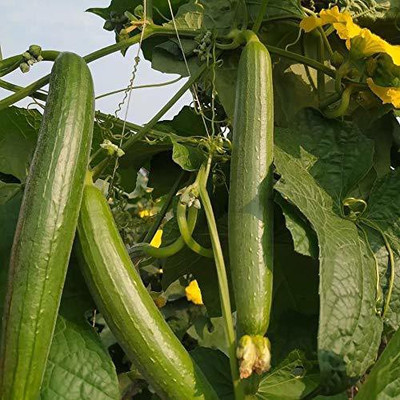 VibeX LX-98 - Sponge Gourd F1 Hybrid - (100 Seeds) Seed(100 per packet)